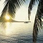 Image result for California Palm Tree Screensaver