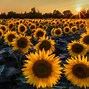 Image result for Full Sunflower