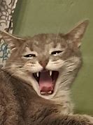 Image result for Happy Screaming Cat Meme