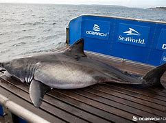 Image result for Great White Shark Shallow Water