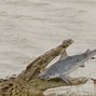 Image result for Saltwater Crocodile Eating