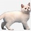 Image result for White Cat Transparent