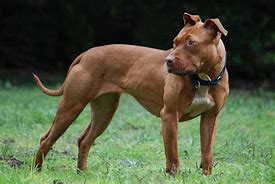 Image result for True American Pit Bull Terrier