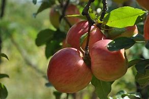 Image result for Small Red Apple