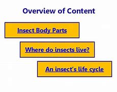 Image result for Cricket Insect Body Parts