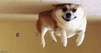 Image result for Levitating Dog Meme