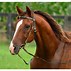 Image result for Western Horse Bridles and Reins