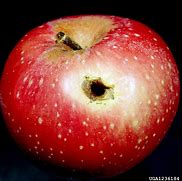 Image result for Apple with a Worm in It for Teacher
