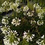 Image result for Agapanthus Polar Ice (Trumpet-Group)