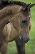 Image result for Arabian Horse