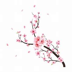 Watercolor cherry blossom vector. Pink sakura flower background. Cherry blossom flower blooming vector. Cherry blossom branch with sakura. Watercolor cherry bud falling. Sakura on white background. 4653903 Vector Art at Vecteezy