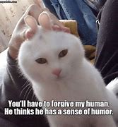 Image result for Sigh Cat Meme