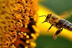 Image result for Save the Bees Meme