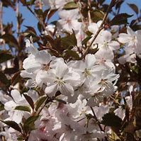 Image result for Prunus Pandora