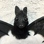 Image result for Fruit Bat Figurine