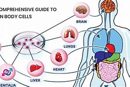 Image result for human body cells