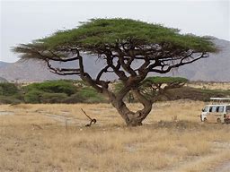 Image result for Acacia Trees in Kenya