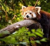 Image result for Rainforest Red Panda