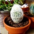 Image result for Old Lady Cactus Interior Design