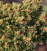 Image result for Picea abies Dumpy