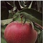Image result for Fall Apple Orchard Pictures