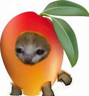 Image result for Fruit Cat PFP