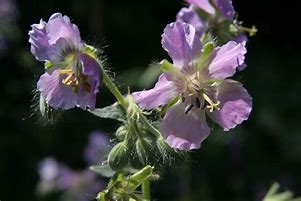 Image result for Geranium phaeum ‘Mrs Charle’