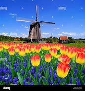 Image result for Flowers Dutch Windmills