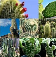 Image result for Cactaceas Para Hoteles