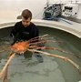 Image result for Big Daddy Spider Crab