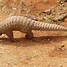 Image result for Pangolin From Rio
