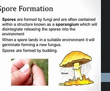 Image result for Spore Formation Reproduction