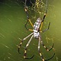 Image result for Banana Spider