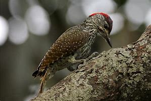 Image result for Campethera Picidae
