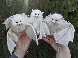 Image result for Show Me a Picture of the Most Cutest Whit Bat