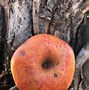 Image result for Colorado Orange Apple