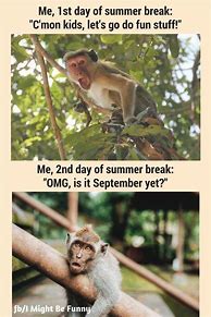 Image result for Summer Animal Memes