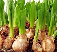 Image result for Flower Bulb Garden