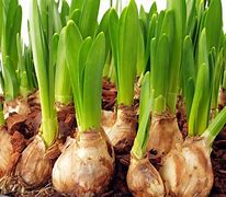 Image result for Flower bulbs & seeds