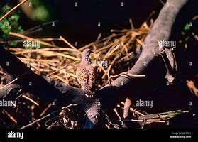 Image result for Turtur Columbidae