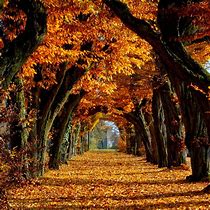 Image result for Fall iPad Wallpaper HD