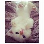 Image result for Cutest Fluffy Kittens