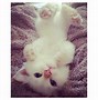 Image result for Cute White Fluffy Kittens