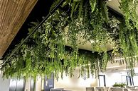 Image result for Hang Ceiling Plants