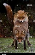 Image result for Fox Reproduction