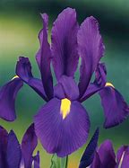 Image result for Iris Flower Bulbs