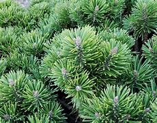 Pinus sylvestris Jeremy 的图像结果