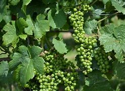 Image result for Family Tree Grape Vine