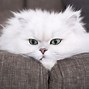 Image result for persian cat pictures