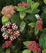 Image result for Viburnum plicatum PINKAWAI